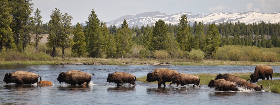 BUFFALO FIELD CAMPAIGN