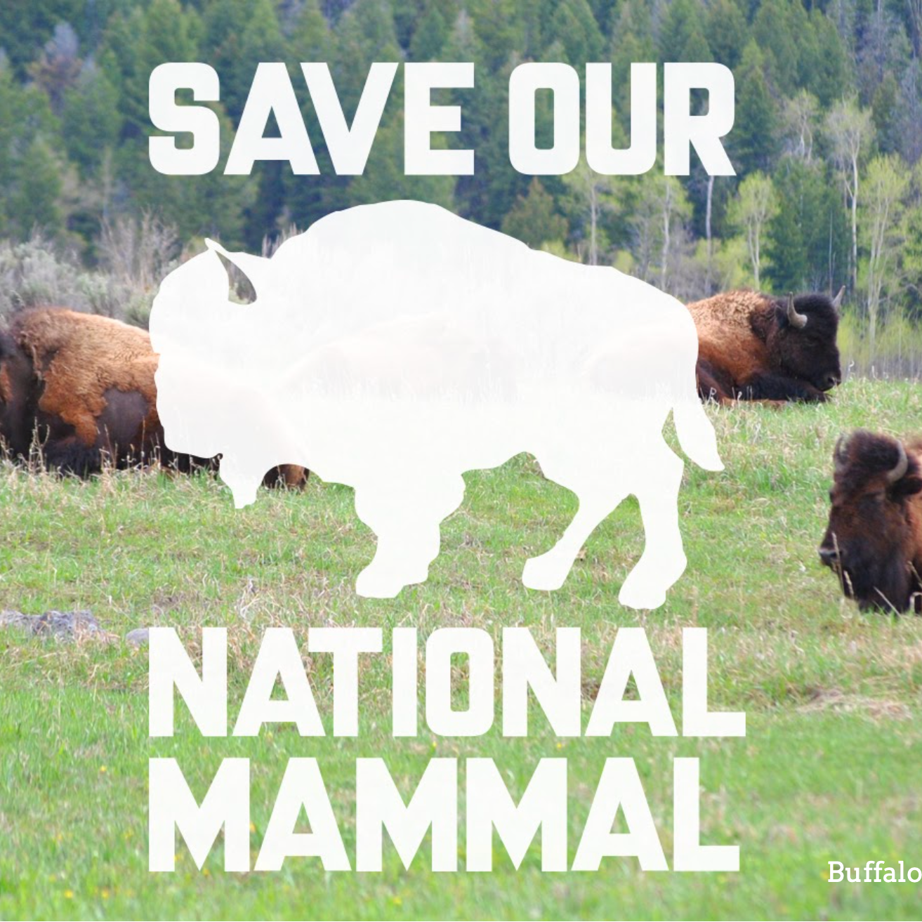 Photo 6 from BUFFALO FIELD CAMPAIGN