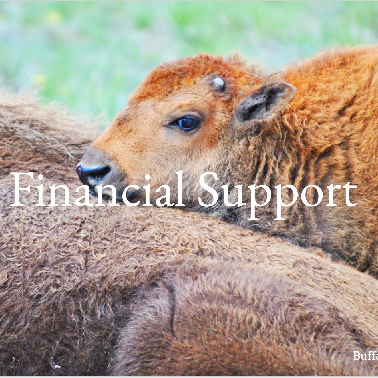 Photo 7 from BUFFALO FIELD CAMPAIGN