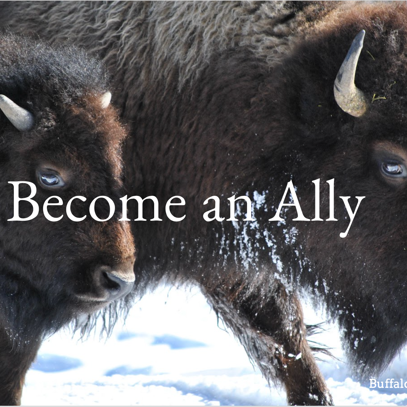 Photo 8 from BUFFALO FIELD CAMPAIGN