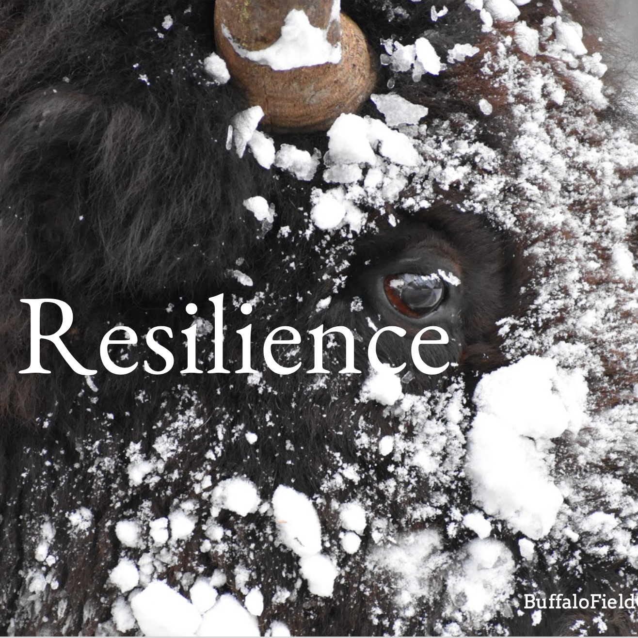 Photo 9 from BUFFALO FIELD CAMPAIGN