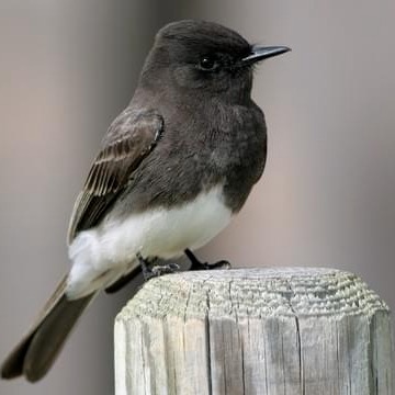 Photo 1 from Agua Hedionda Lagoon Foundation