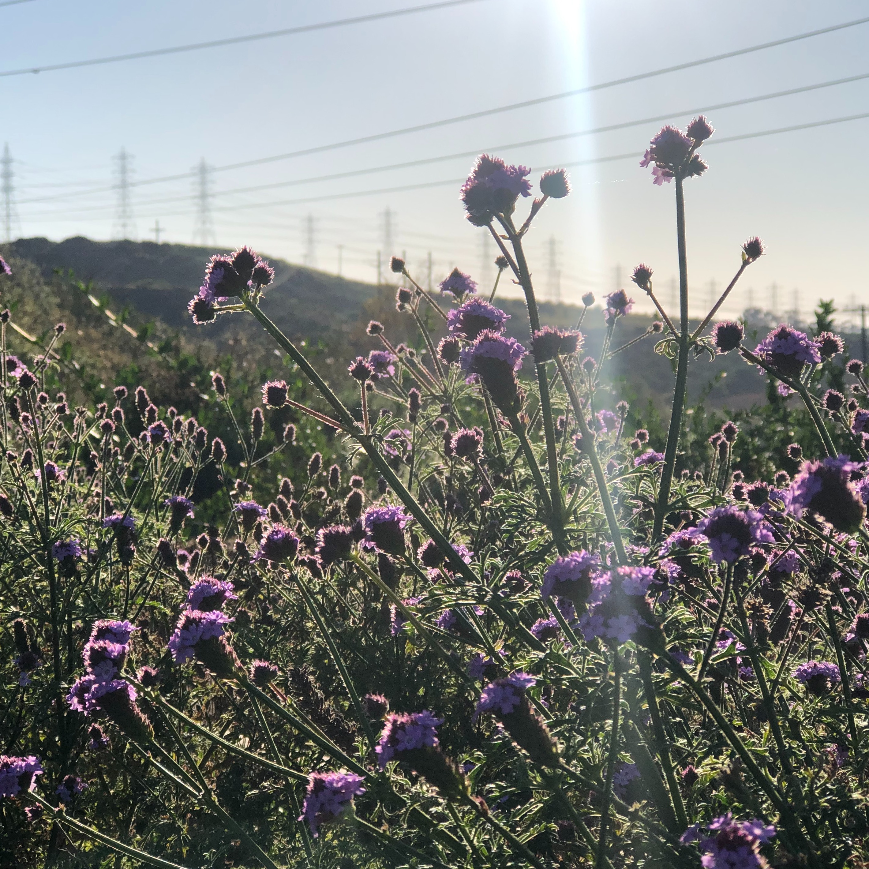 Photo 4 from Agua Hedionda Lagoon Foundation