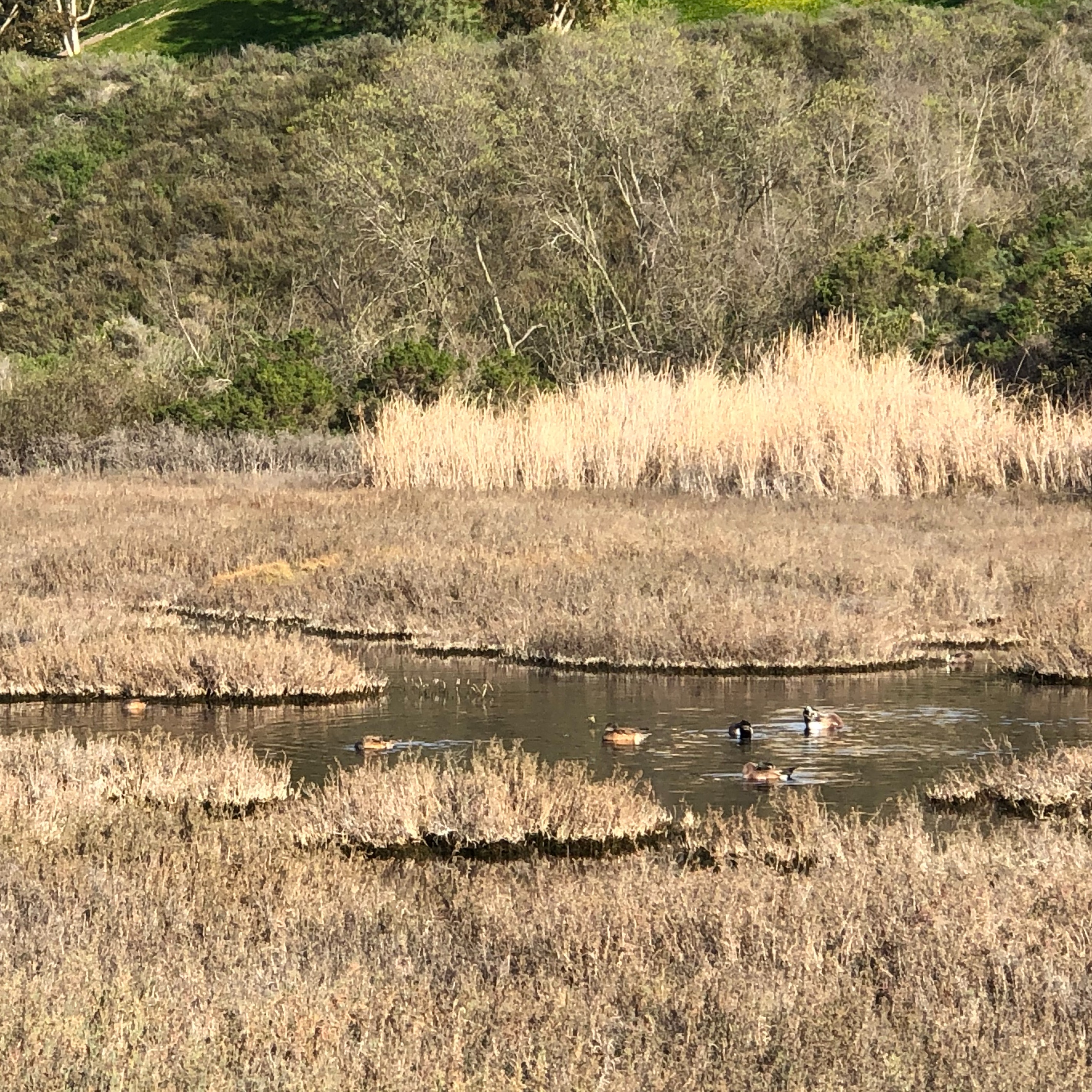 Photo 7 from Agua Hedionda Lagoon Foundation