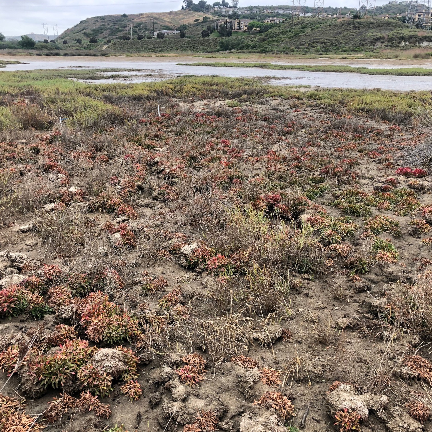 Photo 8 from Agua Hedionda Lagoon Foundation