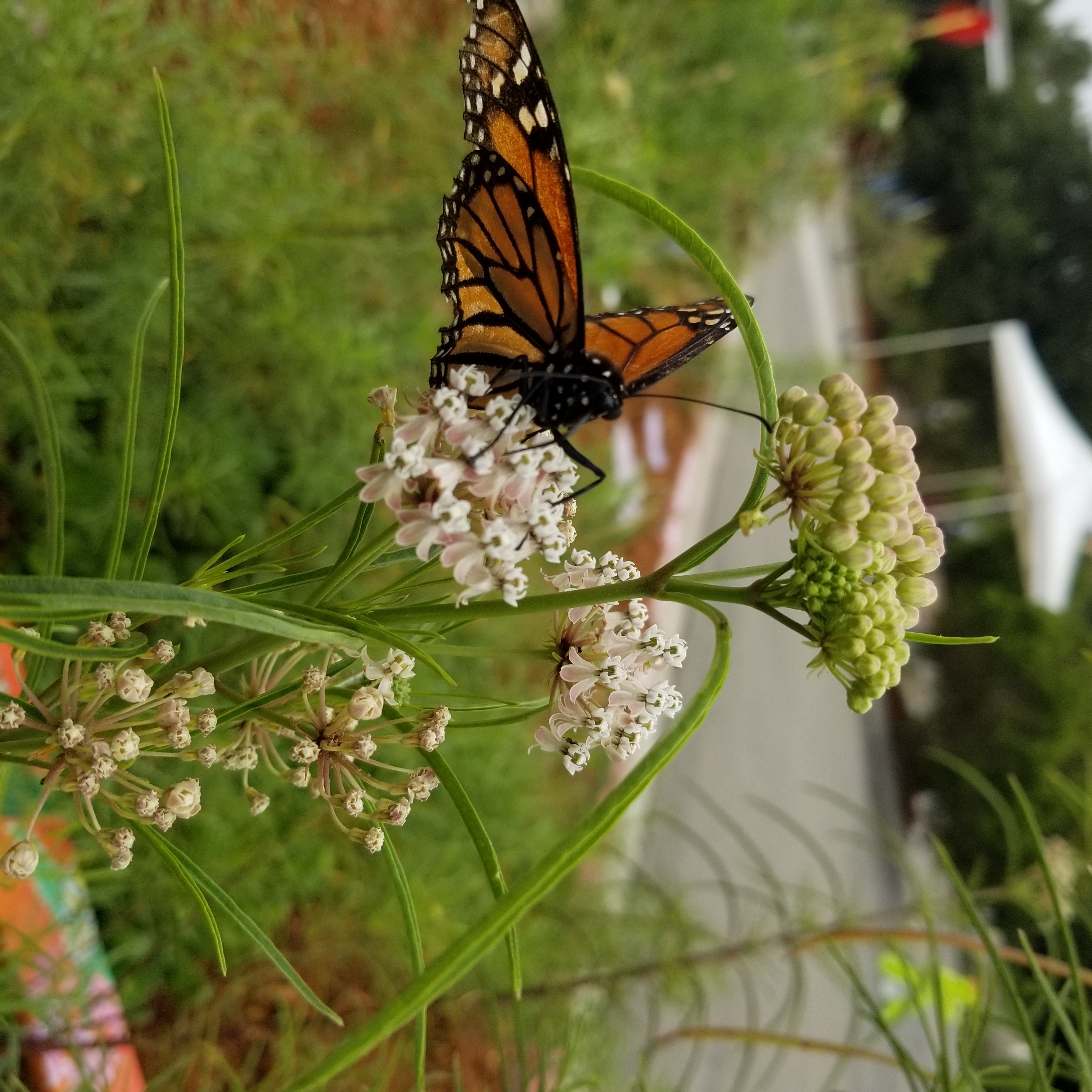 Photo 9 from Agua Hedionda Lagoon Foundation