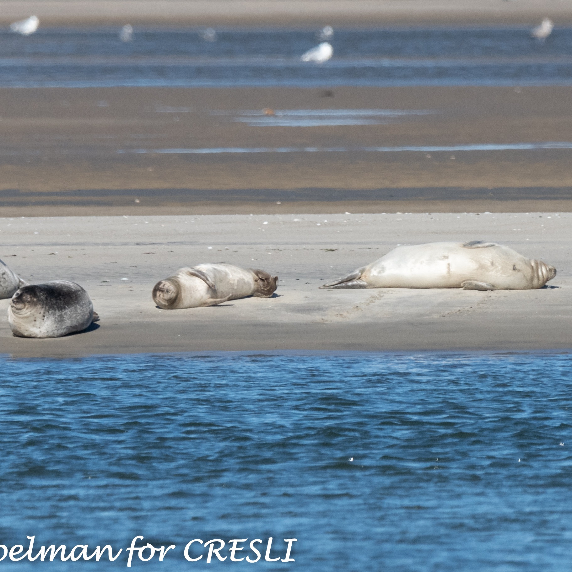 Photo 6 from Coastal Research and Education Society of Long Island, Inc.