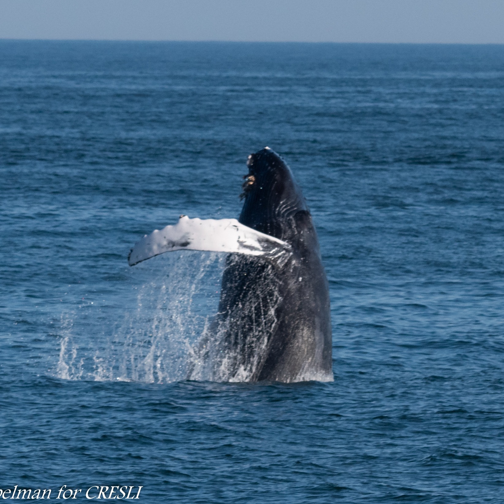Photo 7 from Coastal Research and Education Society of Long Island, Inc.