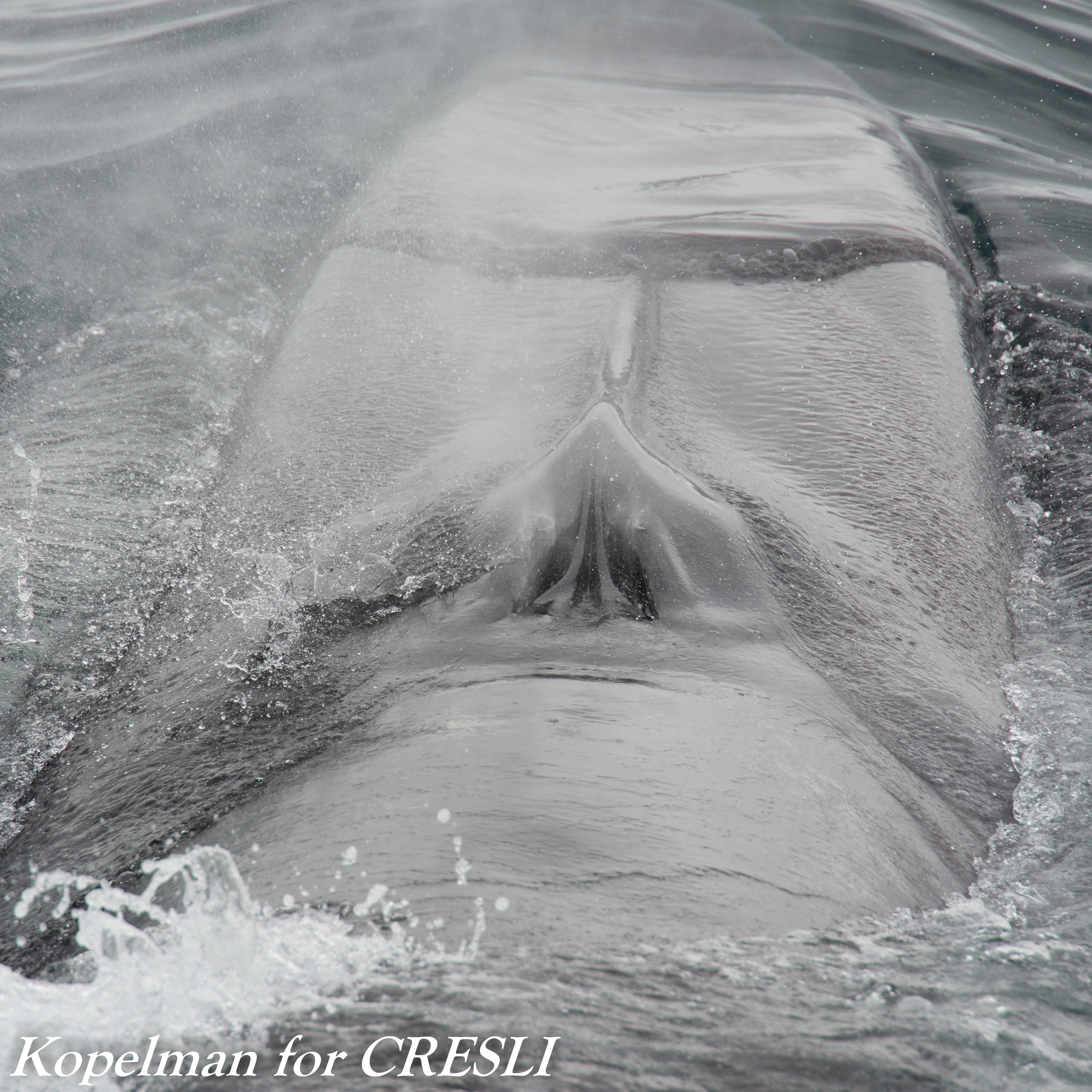 Photo 8 from Coastal Research and Education Society of Long Island, Inc.