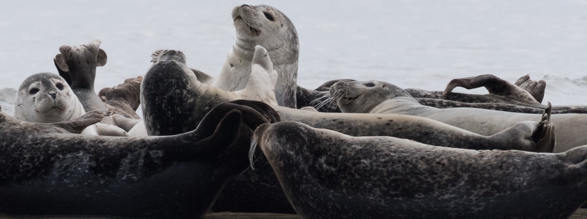 Coastal Research and Education Society of Long Island, Inc.