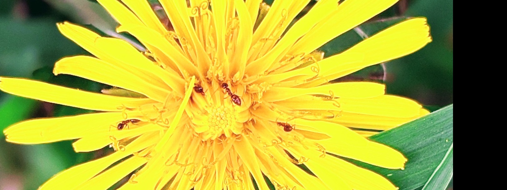 Bringing Miracles Inc.