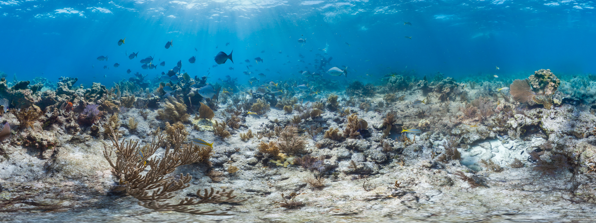 NATIONAL MARINE SANCTUARY FOUNDATION