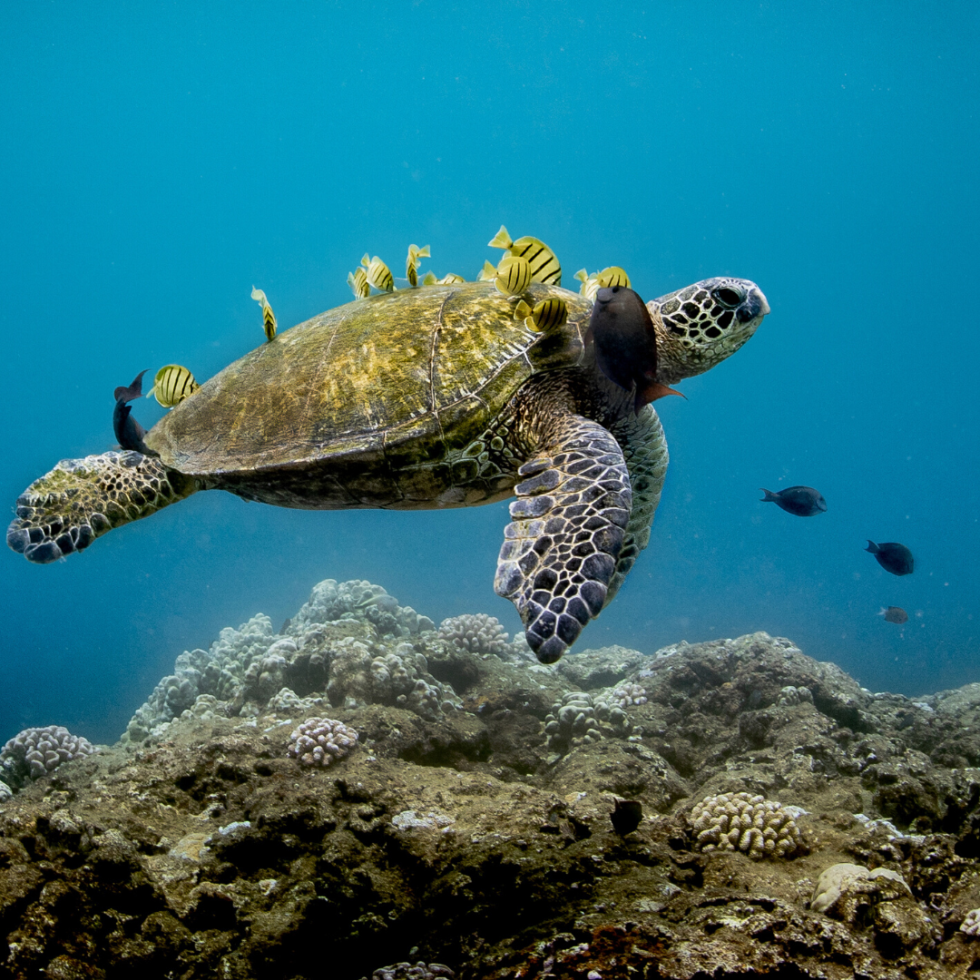 Photo 1 from NATIONAL MARINE SANCTUARY FOUNDATION