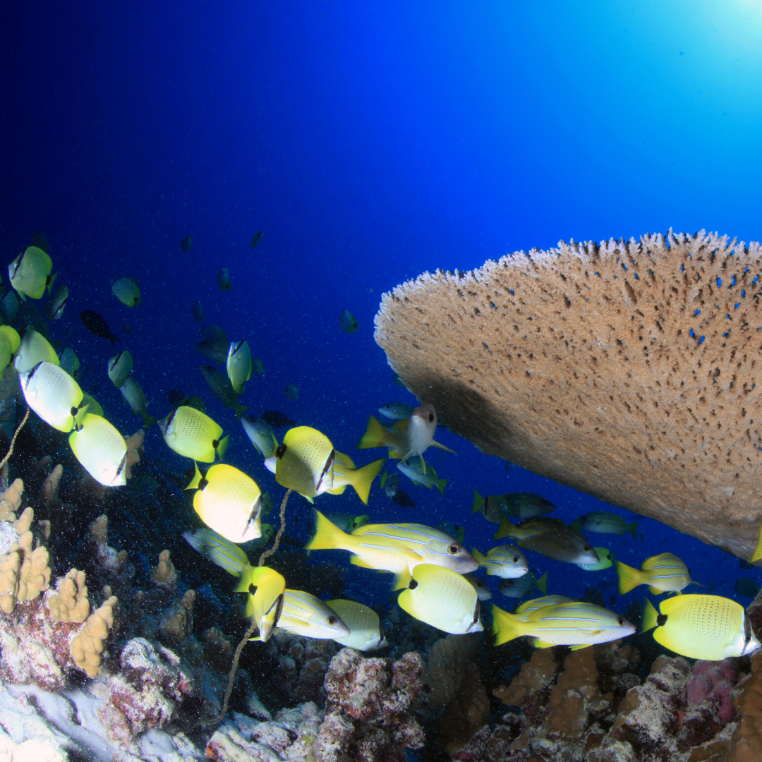 Photo 4 from NATIONAL MARINE SANCTUARY FOUNDATION