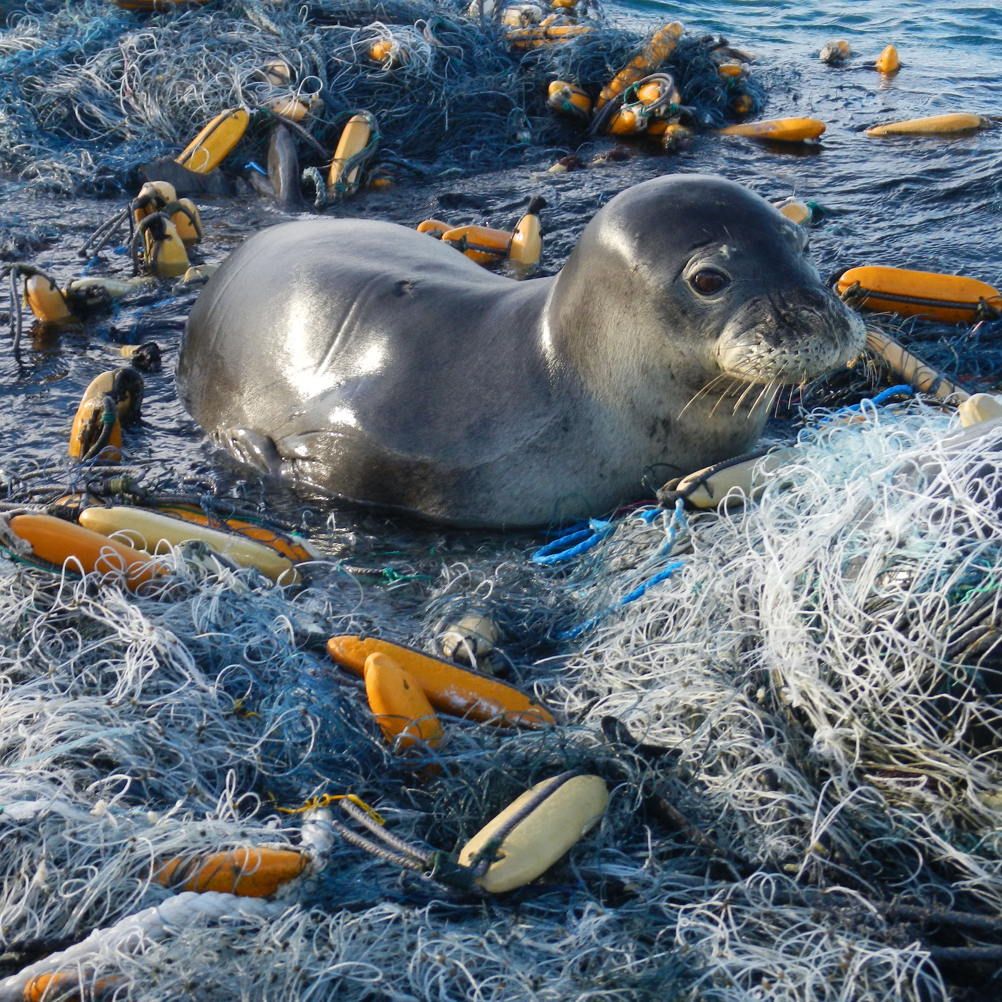 Photo 6 from NATIONAL MARINE SANCTUARY FOUNDATION