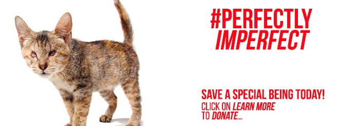 SNAP: The Special Needs Animal Project