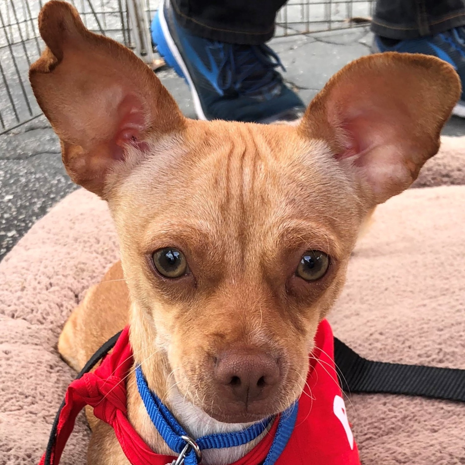 Photo 1 from Much Love Animal Rescue