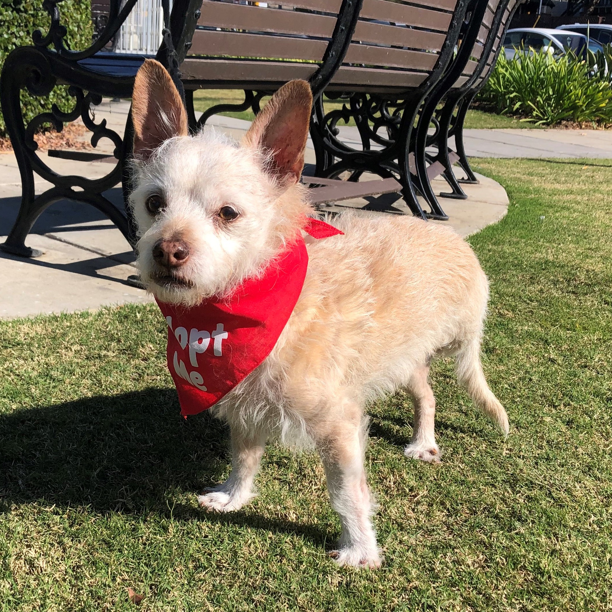 Photo 2 from Much Love Animal Rescue