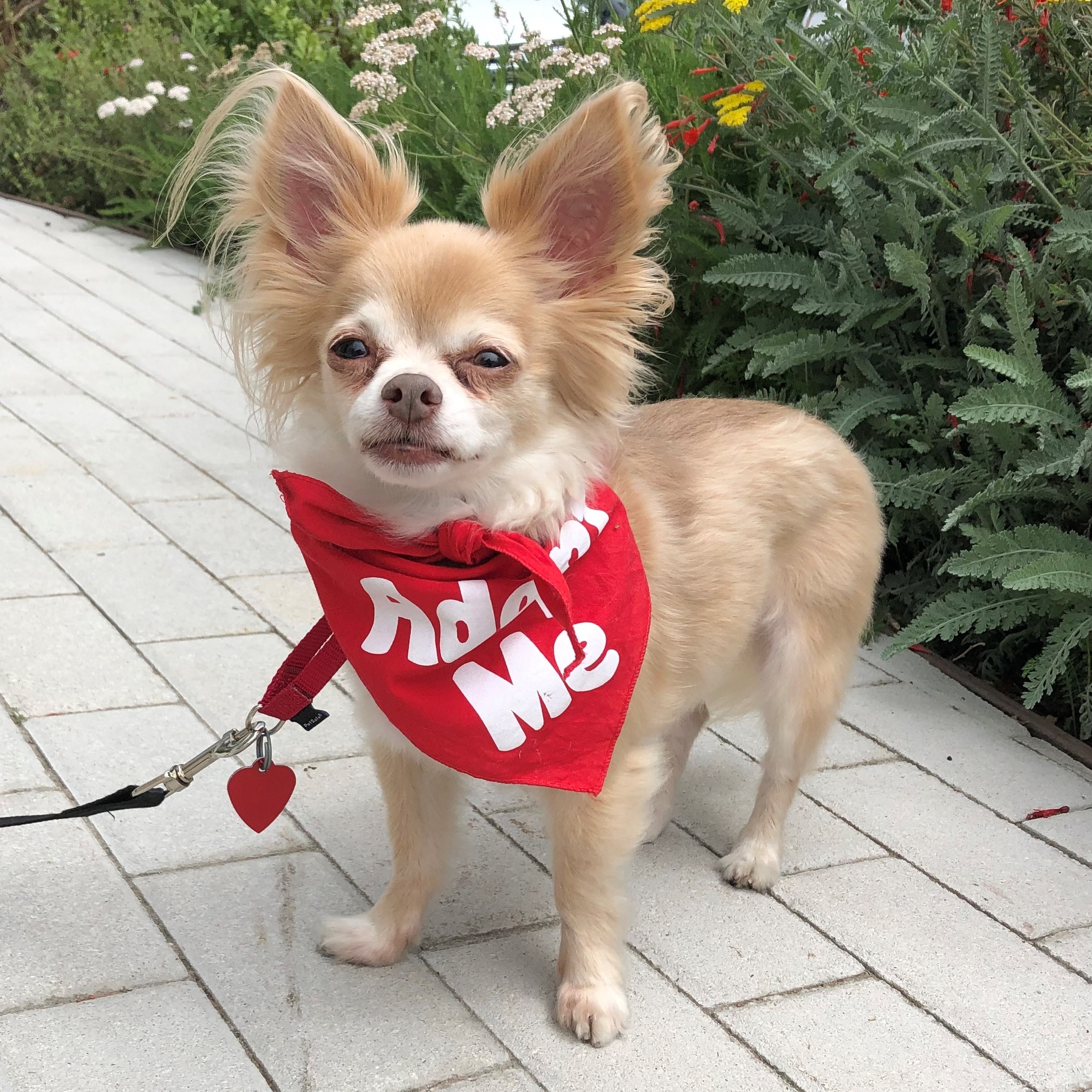 Photo 3 from Much Love Animal Rescue