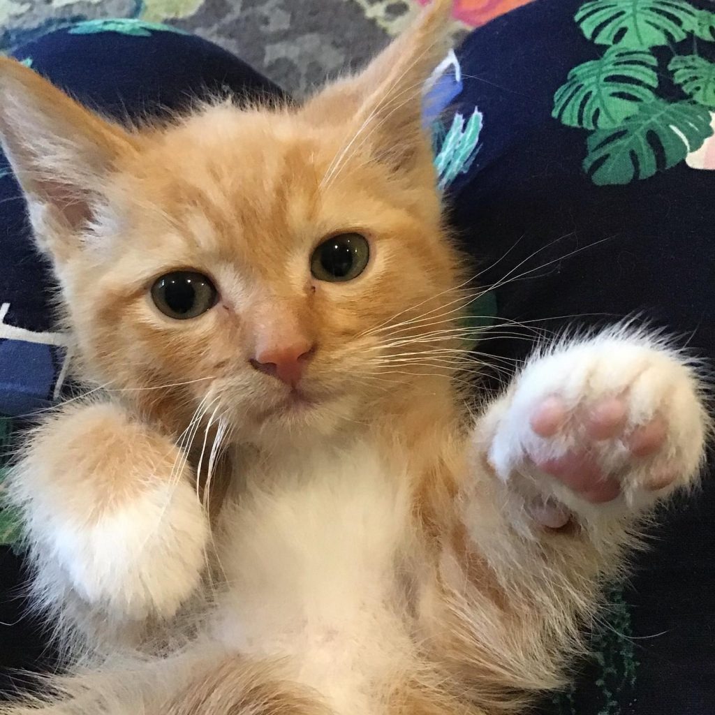 Photo 4 from Much Love Animal Rescue