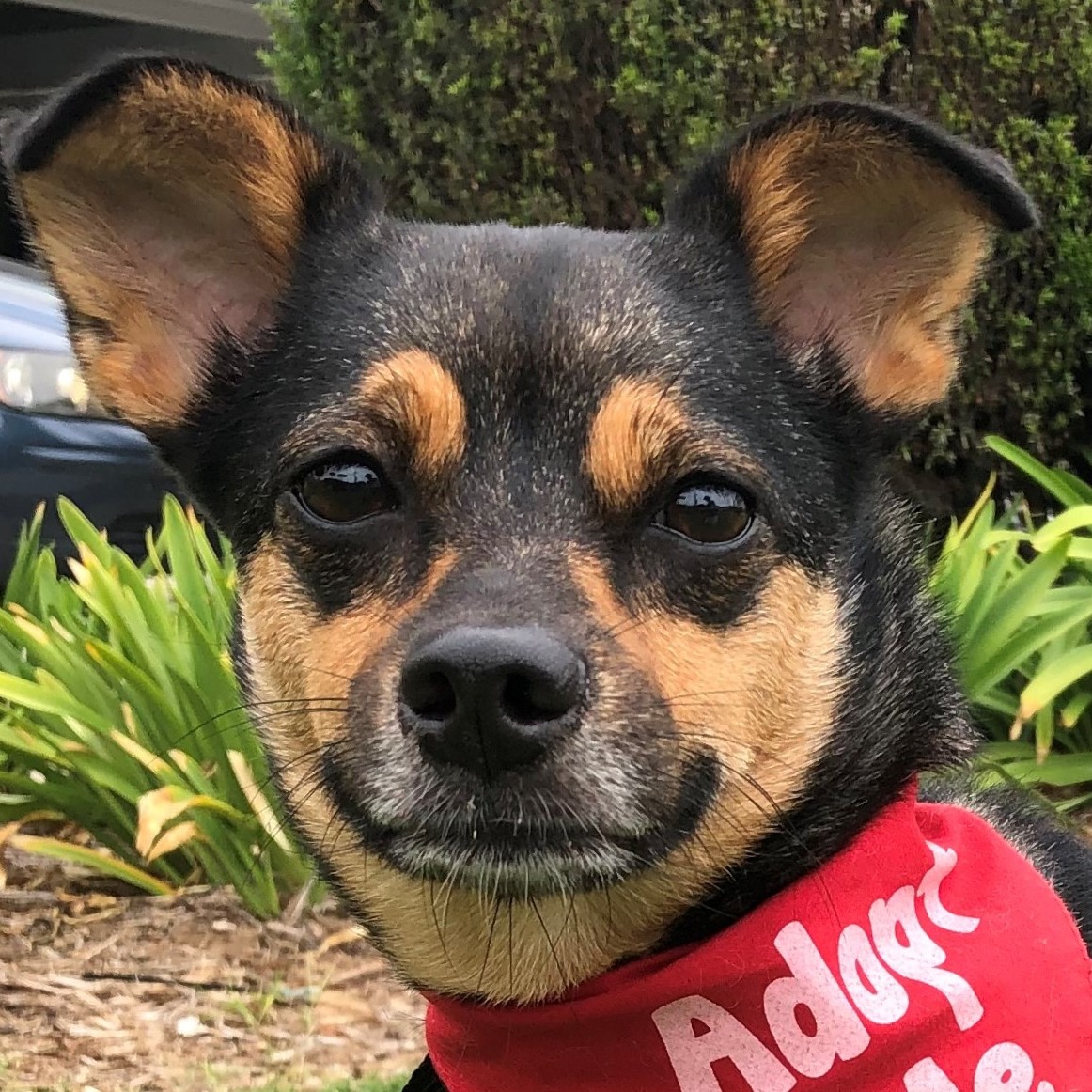 Photo 5 from Much Love Animal Rescue