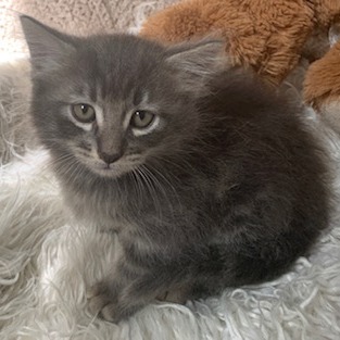 Photo 6 from Much Love Animal Rescue