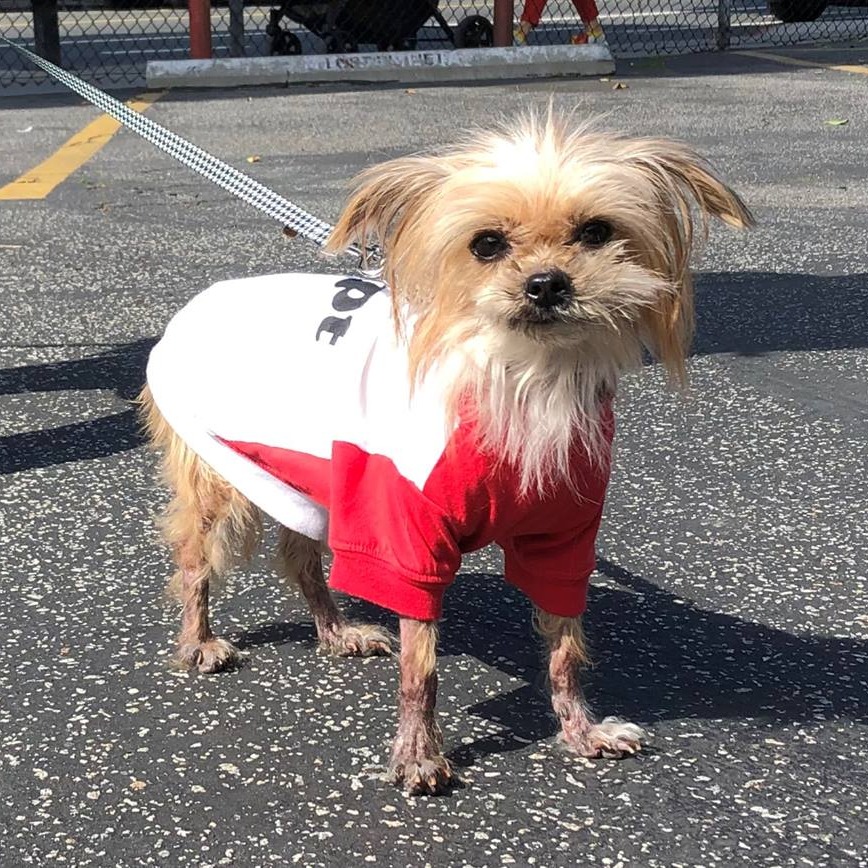 Photo 7 from Much Love Animal Rescue