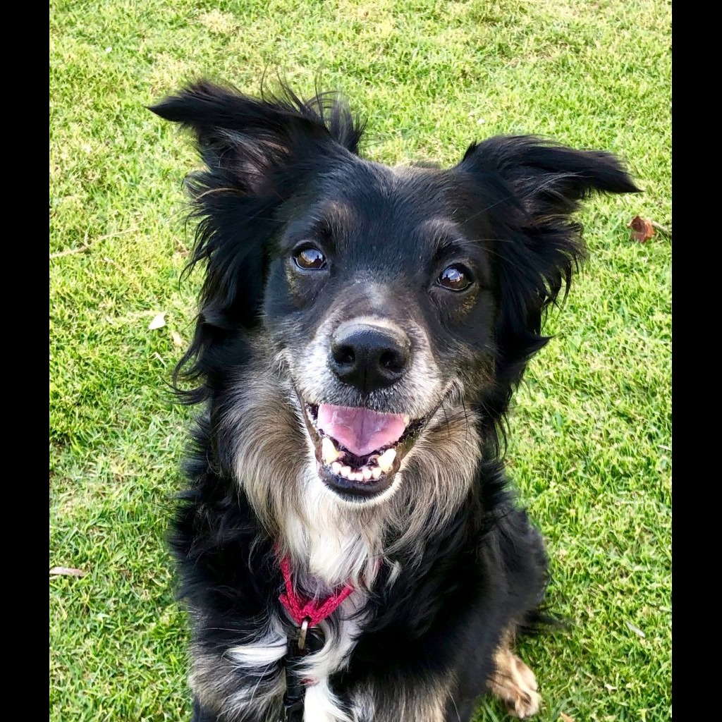 Photo 8 from Much Love Animal Rescue