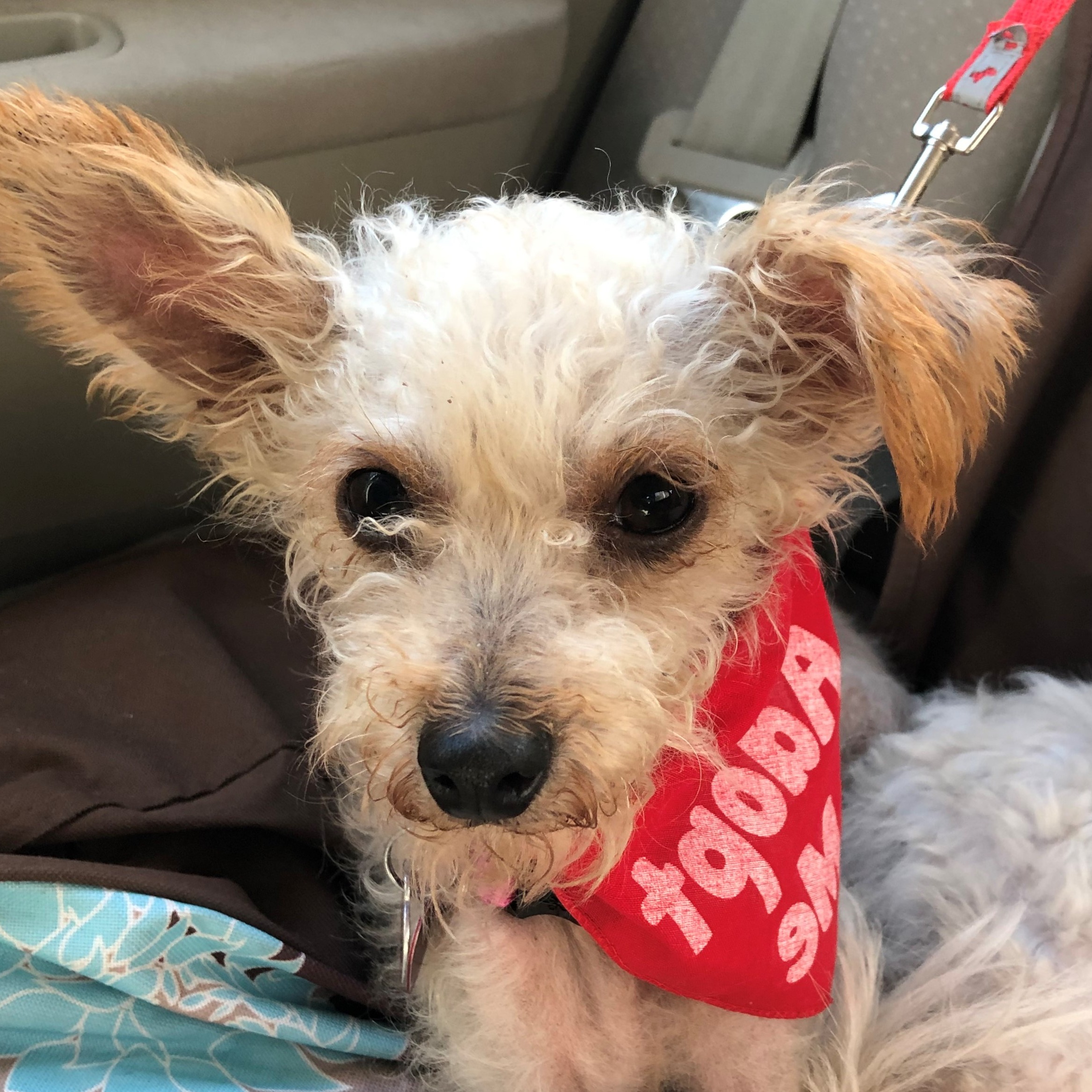 Photo 9 from Much Love Animal Rescue