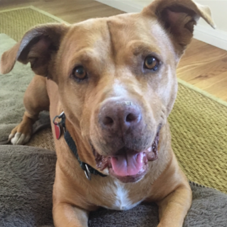 Photo 10 from Much Love Animal Rescue