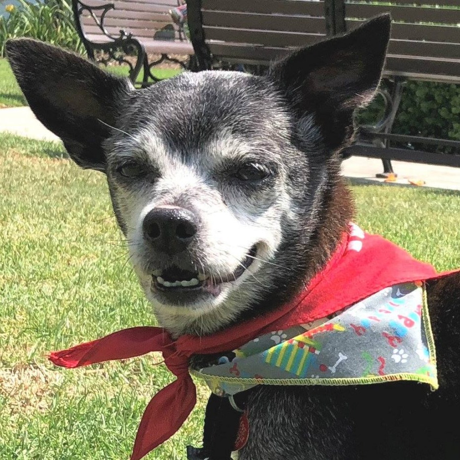 Photo 11 from Much Love Animal Rescue