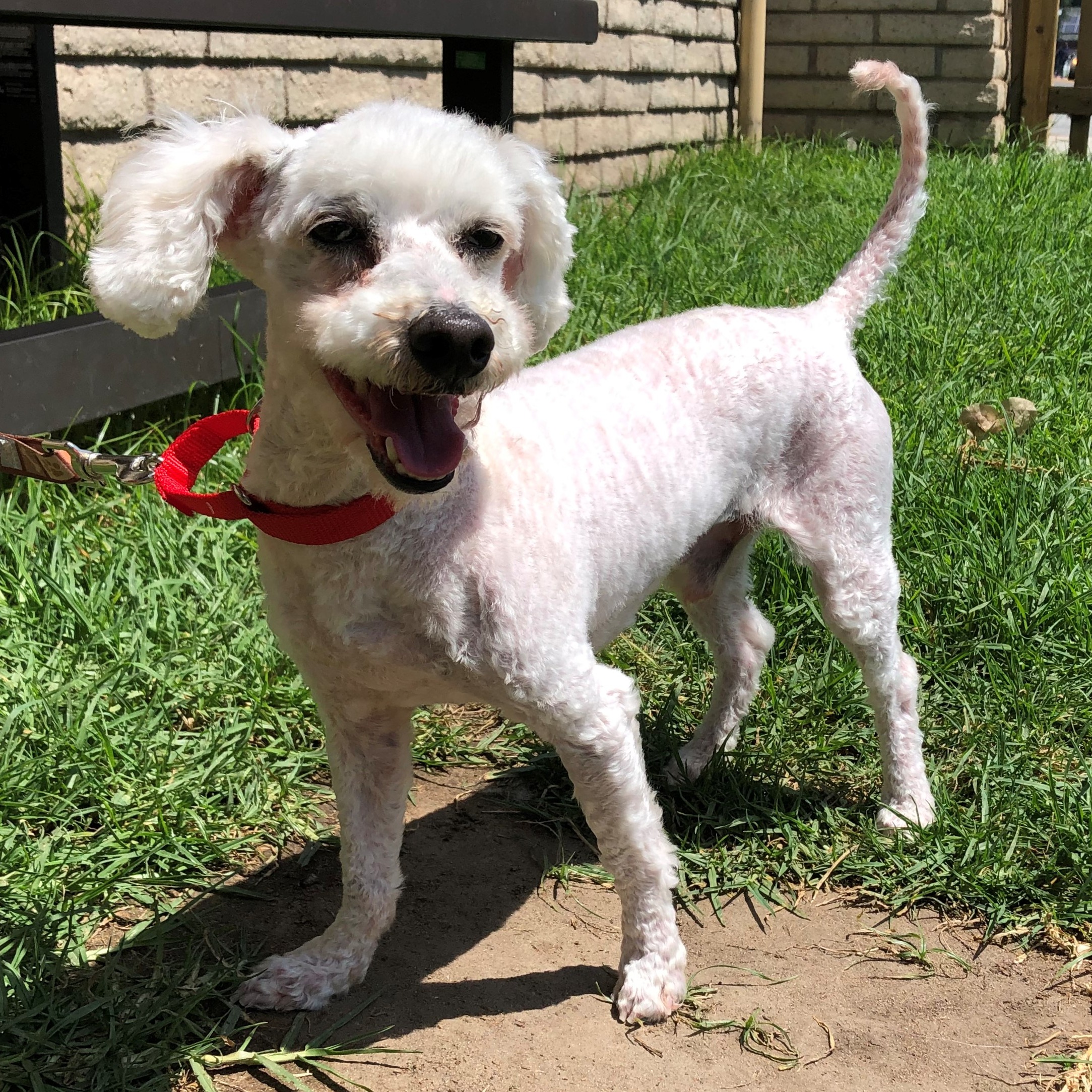 Photo 12 from Much Love Animal Rescue