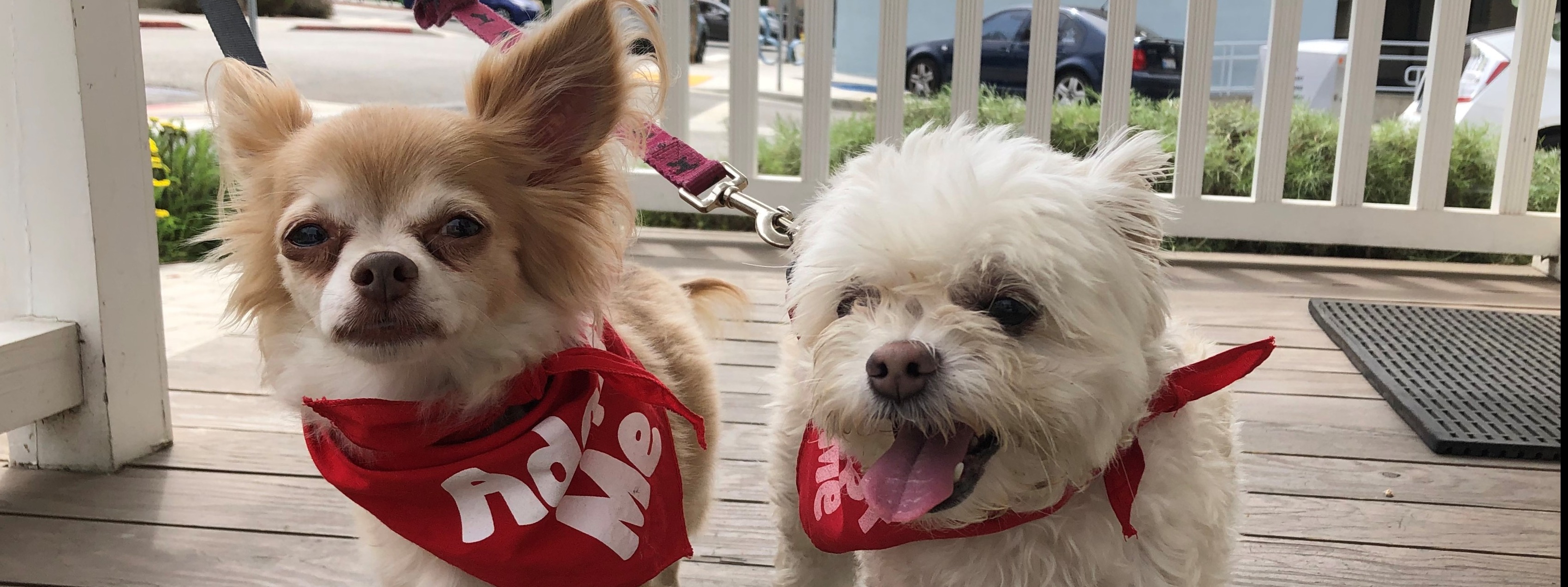 Much Love Animal Rescue