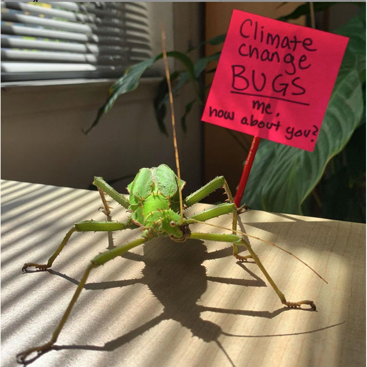 Photo 2 from SaveNature.Org