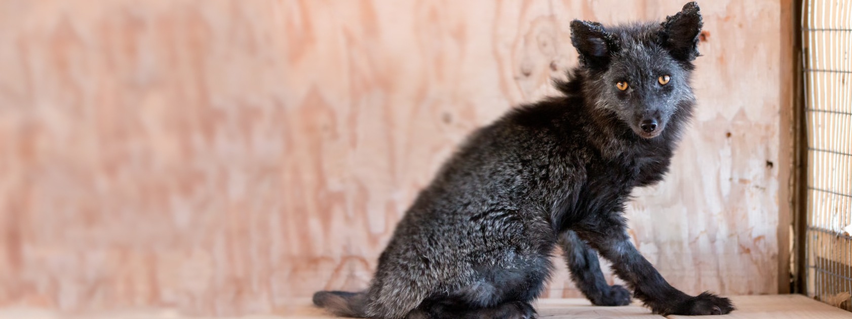 Greenwood Wildlife Rehabilitation Center