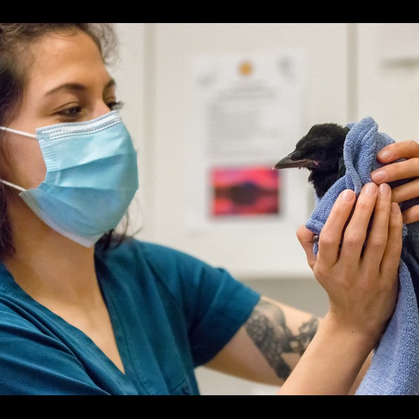 Photo 1 from Greenwood Wildlife Rehabilitation Center