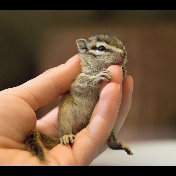 Photo 2 from Greenwood Wildlife Rehabilitation Center