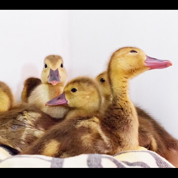 Photo 3 from Greenwood Wildlife Rehabilitation Center