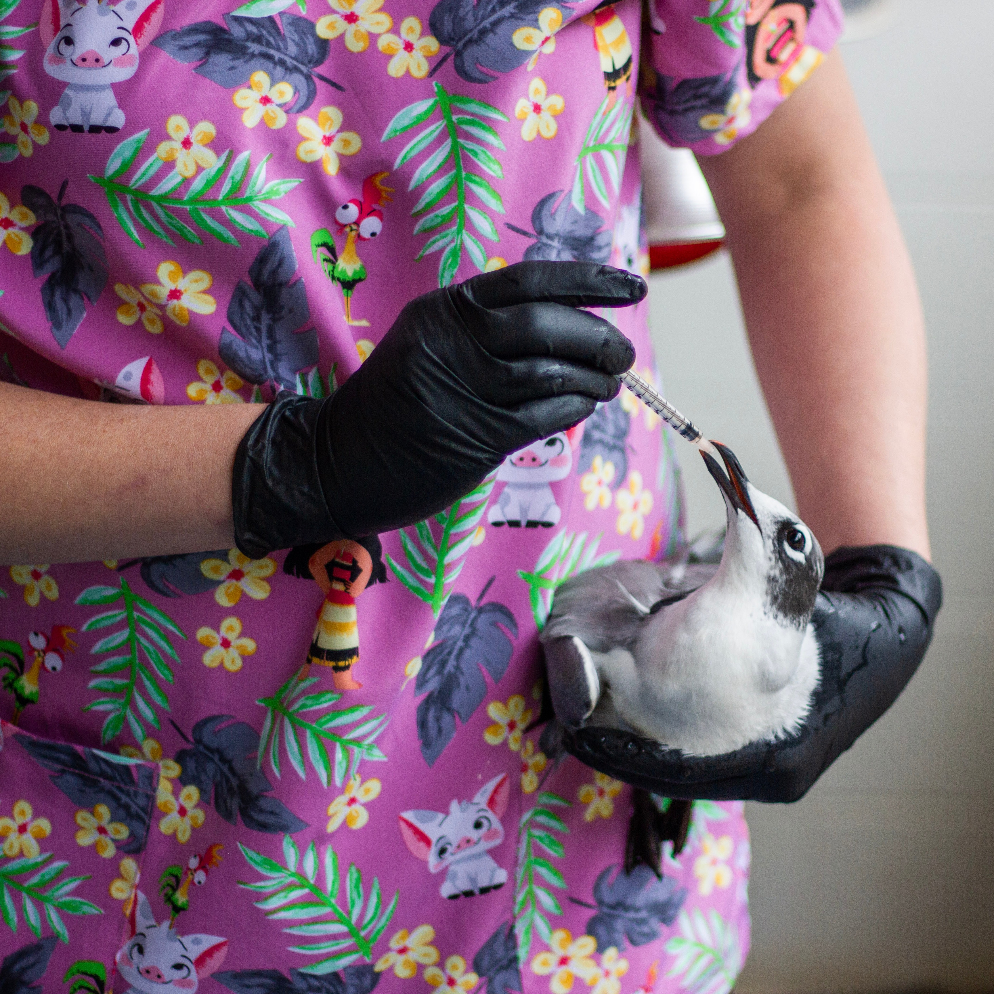 Photo 4 from Greenwood Wildlife Rehabilitation Center