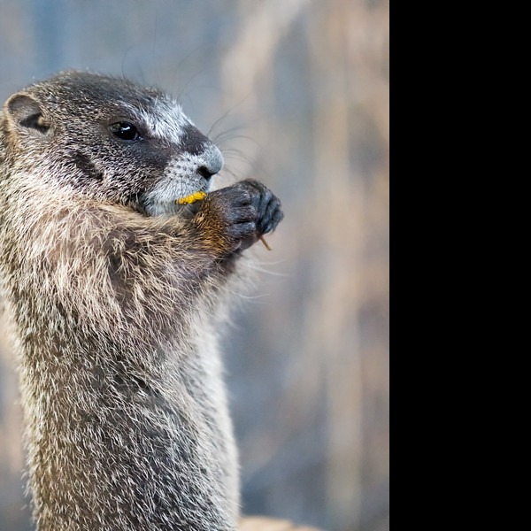 Photo 5 from Greenwood Wildlife Rehabilitation Center