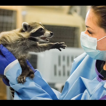 Photo 6 from Greenwood Wildlife Rehabilitation Center
