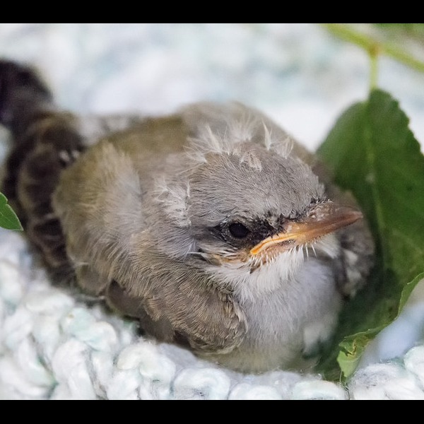 Photo 7 from Greenwood Wildlife Rehabilitation Center