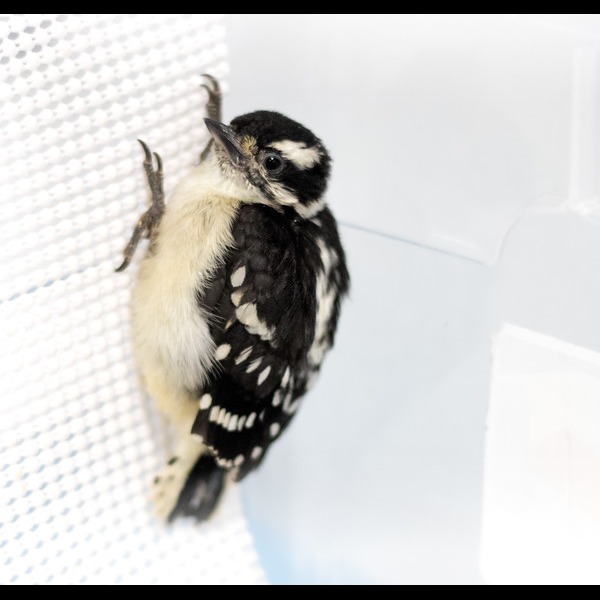 Photo 8 from Greenwood Wildlife Rehabilitation Center