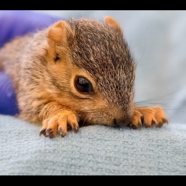 Photo 9 from Greenwood Wildlife Rehabilitation Center