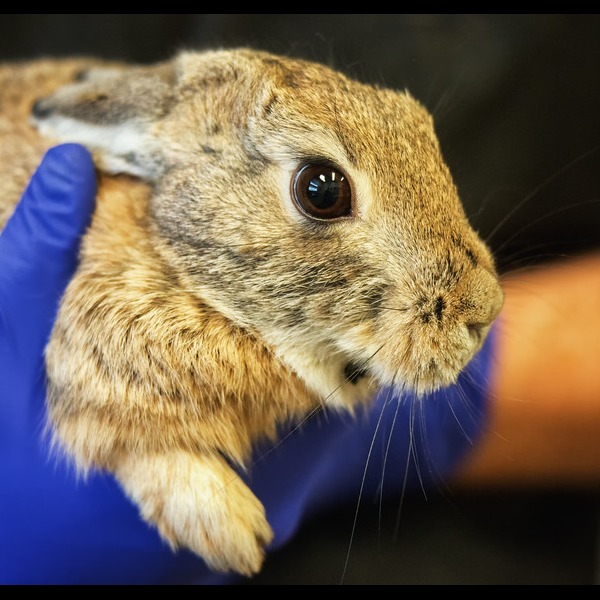 Photo 10 from Greenwood Wildlife Rehabilitation Center
