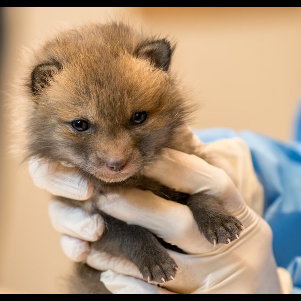 Photo 11 from Greenwood Wildlife Rehabilitation Center