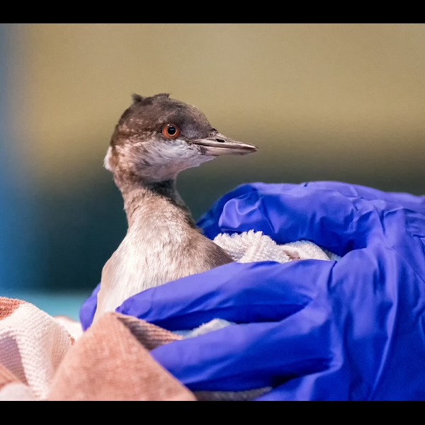 Photo 12 from Greenwood Wildlife Rehabilitation Center
