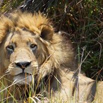 Photo 6 from Elephants Without Borders/EWB Inc.