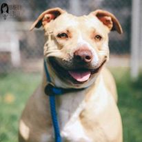 Photo 8 from Canine Adoption and Rescue League