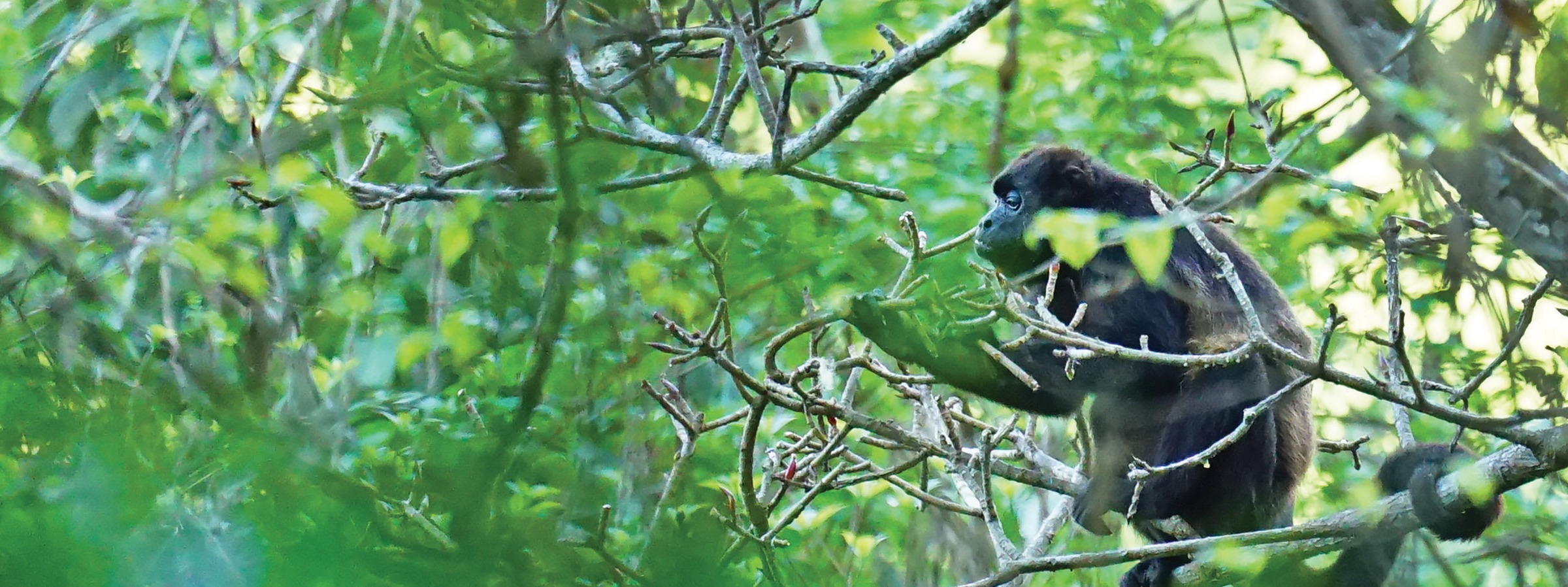 CEIBA Foundation for Tropical Conservation Inc.